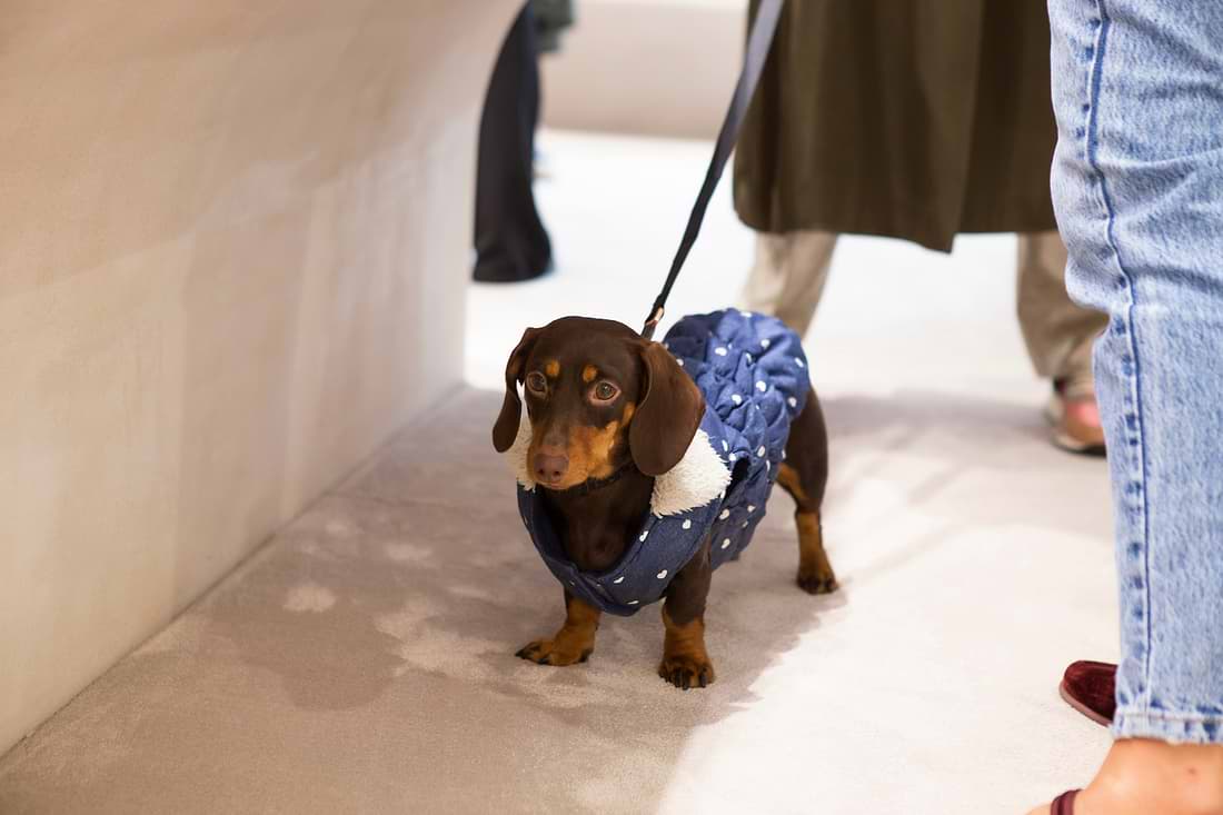 A small brown dog wearing a blue vest