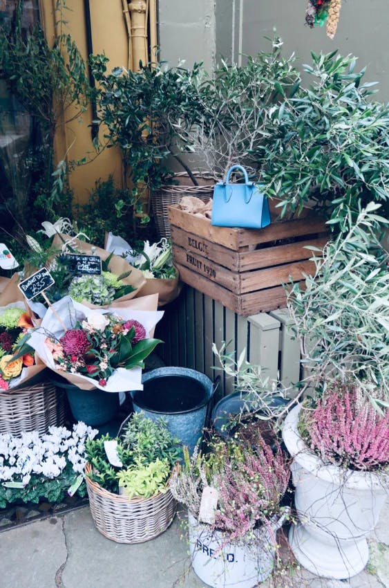 A bunch of plants that are sitting on the ground