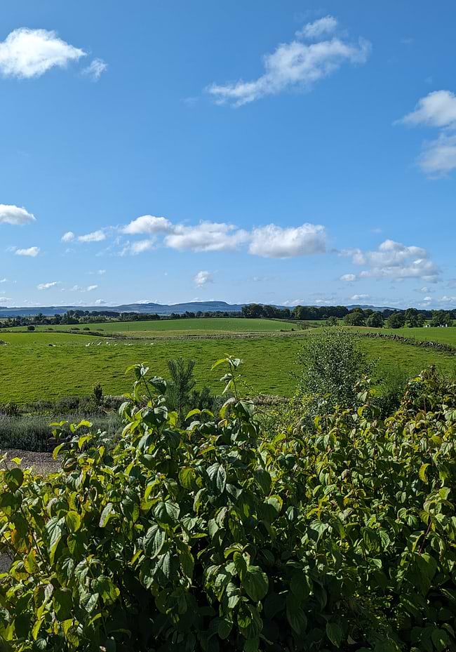 A lush green field under a blue sky