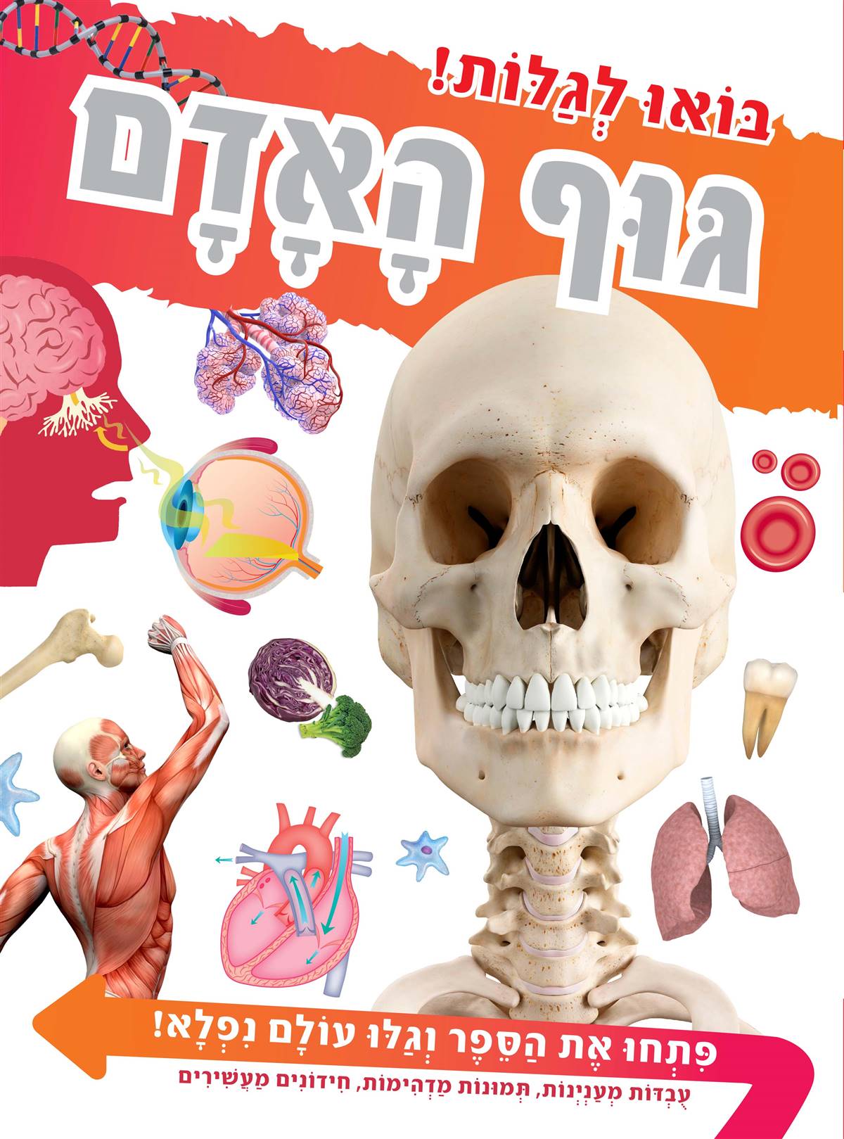 בואו לגלות! גוף האדם