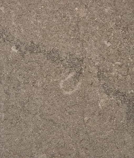 Kimmeridge Limestone Acid Etched Slab