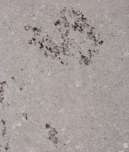 Kimmeridge Limestone Dry Etched Slab