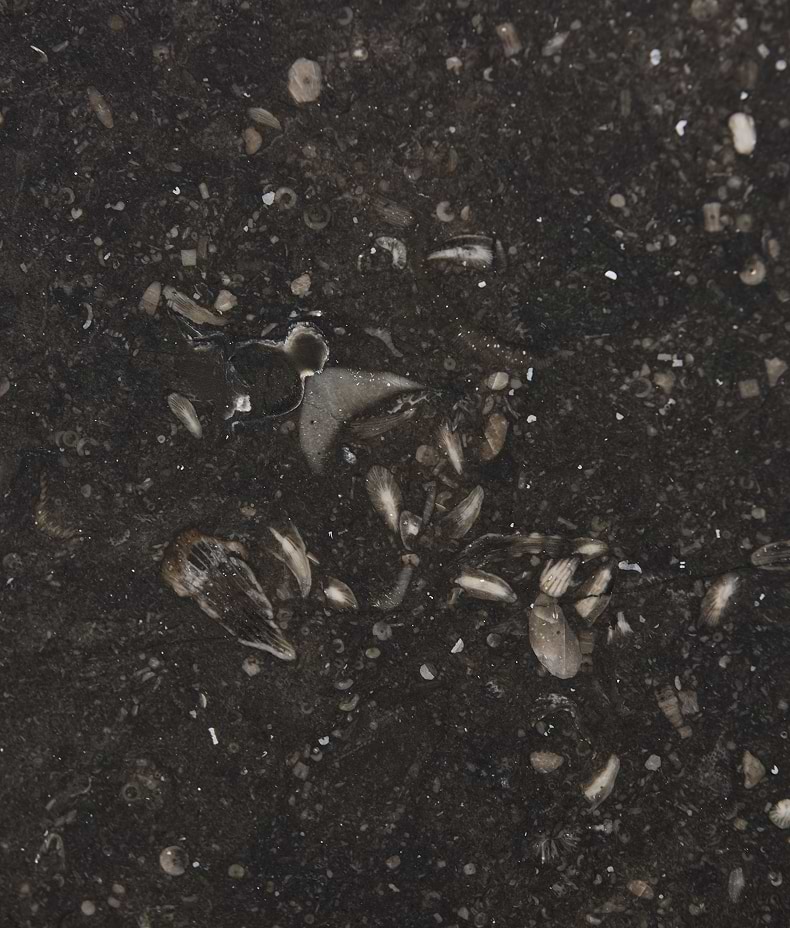 Tora Blue Honed Limestone Slab