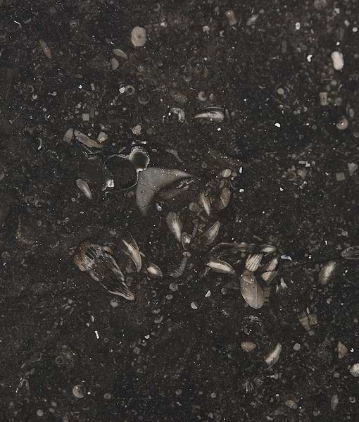 Tora Blue Honed Limestone Slab