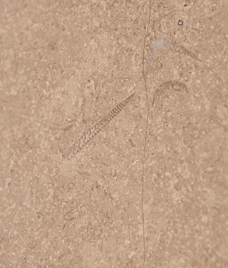 Wychwood Limestone Honed Slab