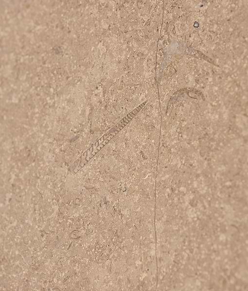 Wychwood Limestone Honed Slab