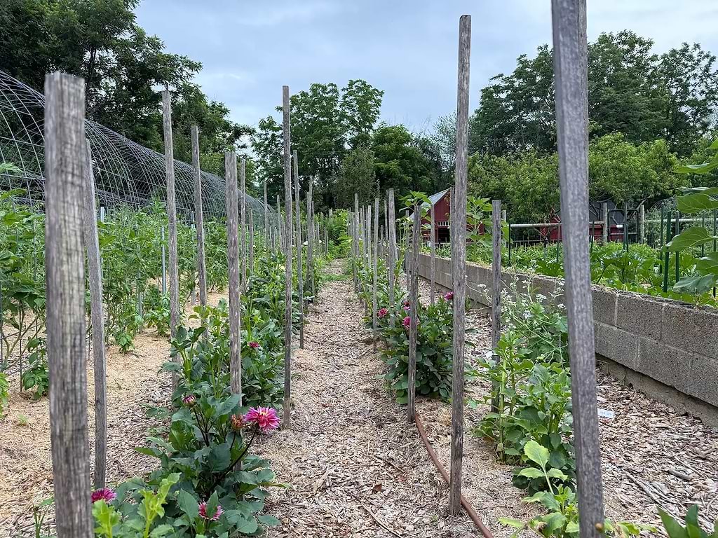 Rows of dahlias at Wakeman Town Farm.
Photo by Paul Rossi