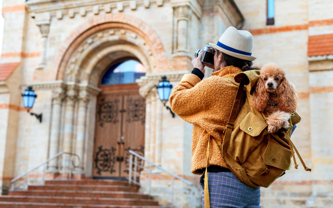 Traveling with Your Pet: essential tipps from pet-friendly Leonardo Hotels