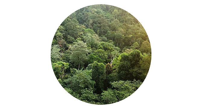 Mayan – det naturlige valg