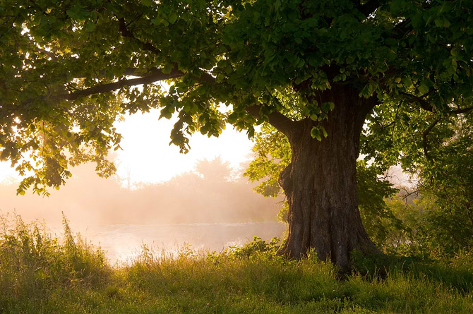 Nous prenons soin des forêts. Ensemble.