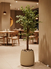 עציץ PLANTA + עץ פיקוס קצוות לבנים מלאכותי – בגובה 180 ס"מ