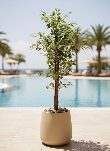 עציץ PLANTA + עץ פיקוס קצוות לבנים מלאכותי – בגובה 180 ס