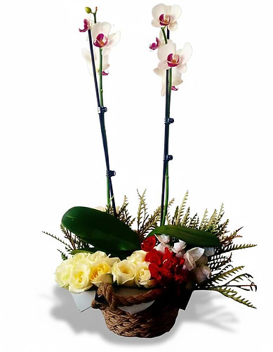 ORCHID & FLOWERS