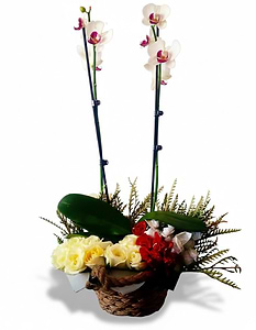 ORCHID & FLOWERS