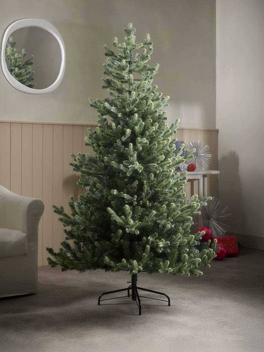 Young Pine Christmas Tree - 6ft