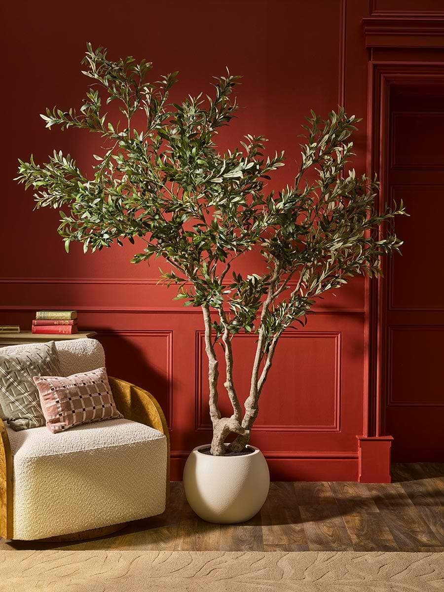 Extra Large Olive Tree