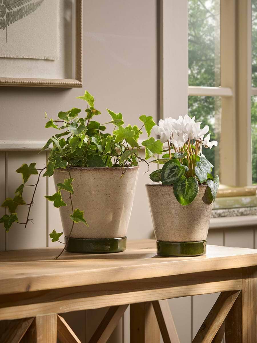Two Contrast Planters & Saucers