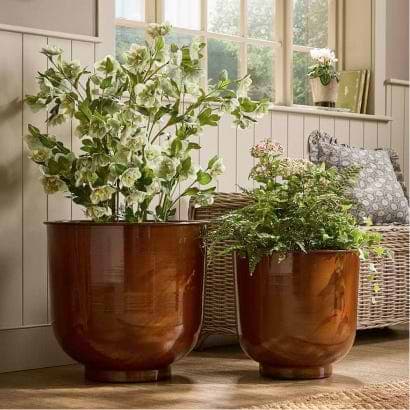 Indoor Plants