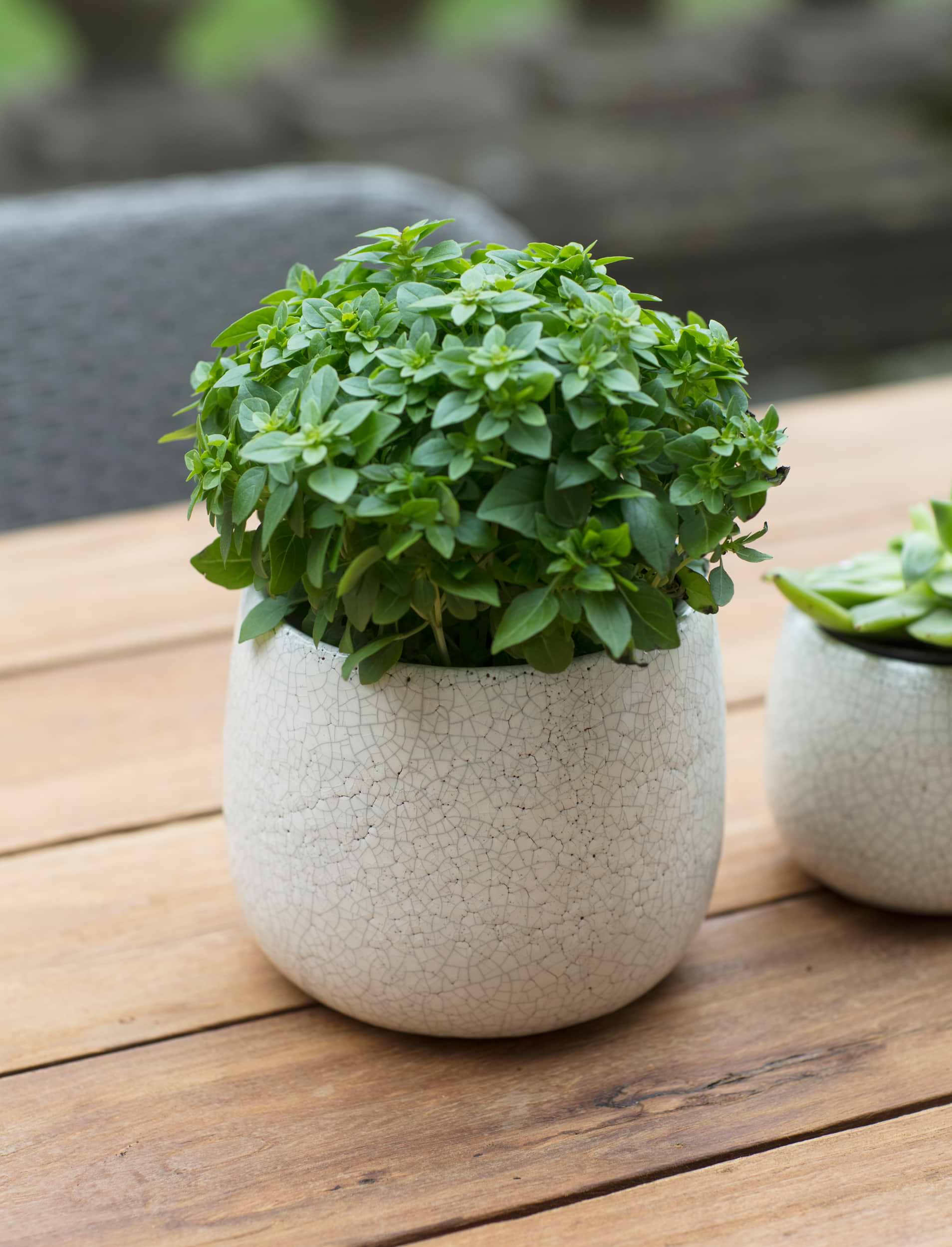 Ravello Pot 15.5cm - Stoneware, White | Garden Trading