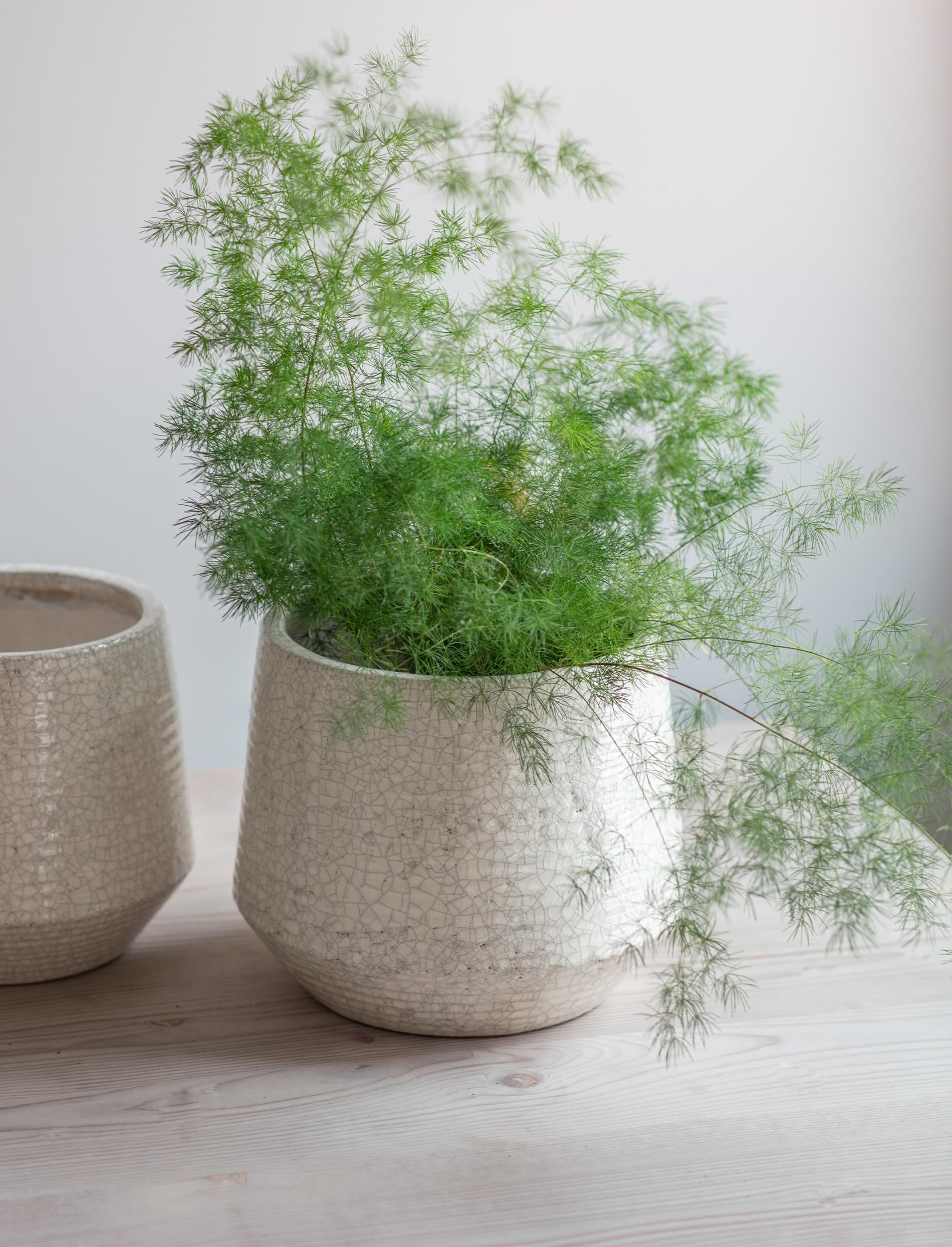 SRL BRIMTYPE PLANT POT-S valiem カタチ製作所 BRIDGE-lifestyle-06.jpg