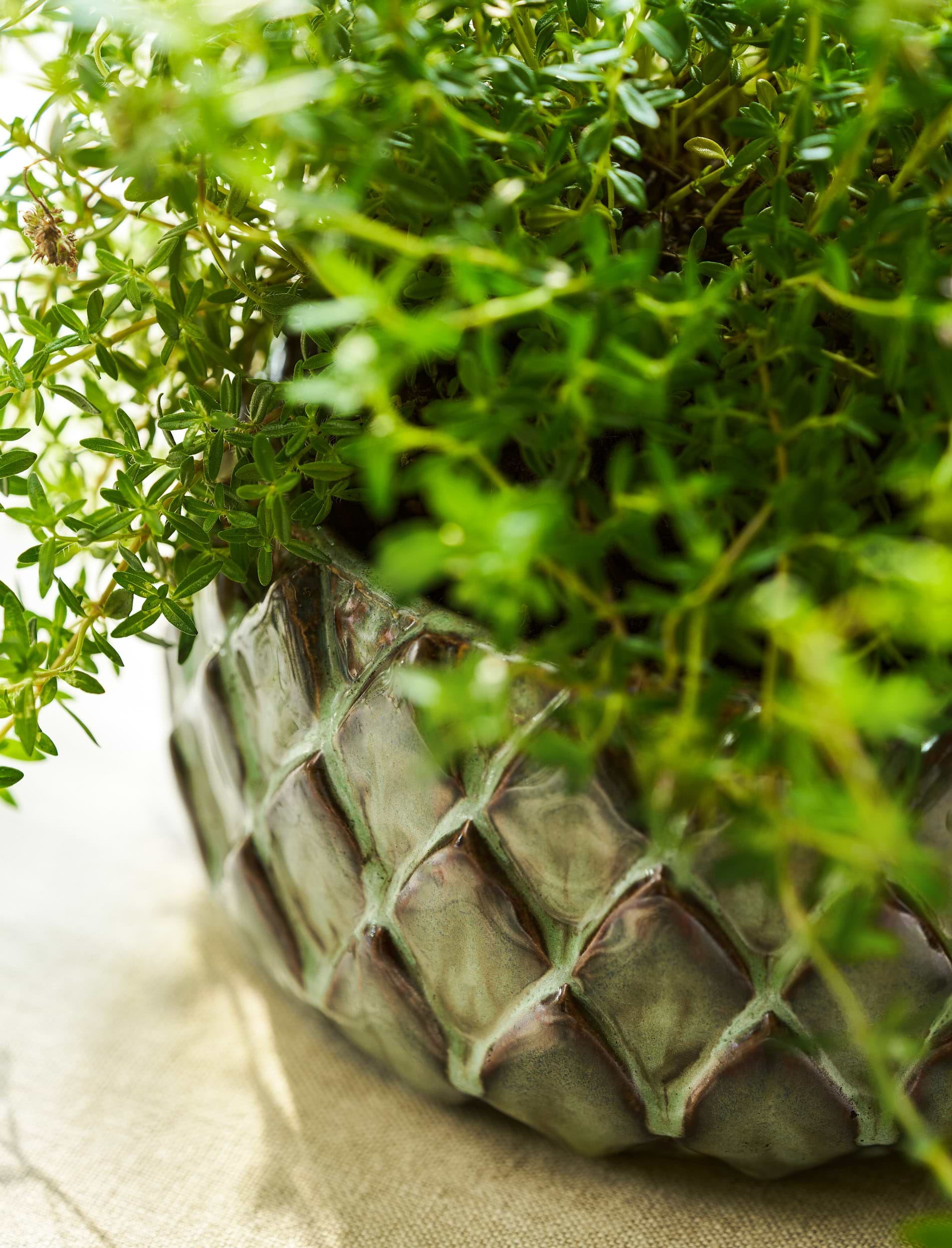 Wilcot Bowl 19cm Green | Garden Trading