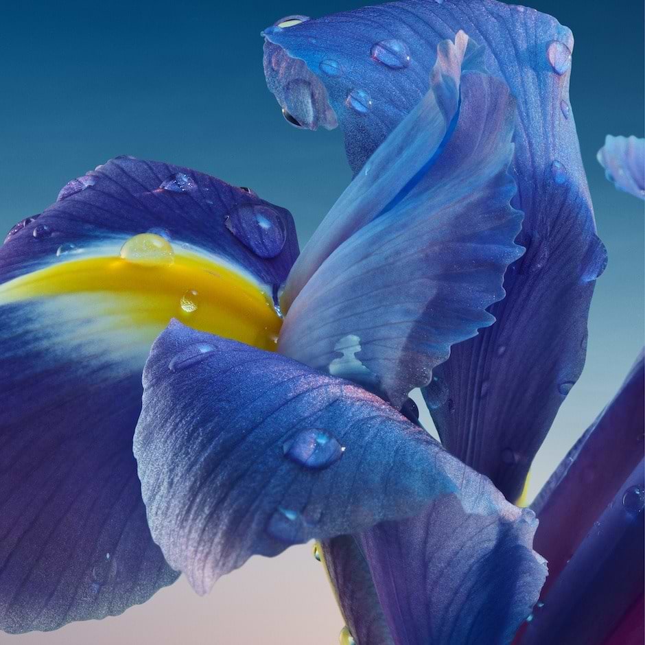 /media/magefan_secondblog/IRIS_940x940_px.jpg