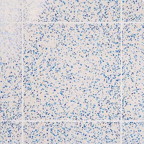 Veritas Terrazzo Creme with Cobalt Blue 16x16 Polished Terrazzo Tile