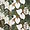 Tropez Foliage Blanco Multicolor 24x48 Artisan Decor Porcelain Tile