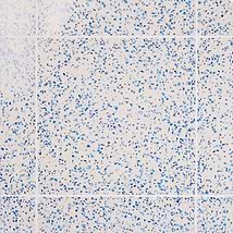 Veritas Terrazzo Creme with Cobalt Blue 16x16 Polished Terrazzo Tile