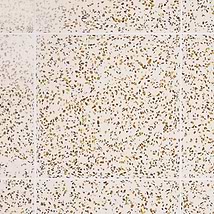 Veritas Terrazzo Creme with Gold 16x16 Polished Terrazzo Tile
