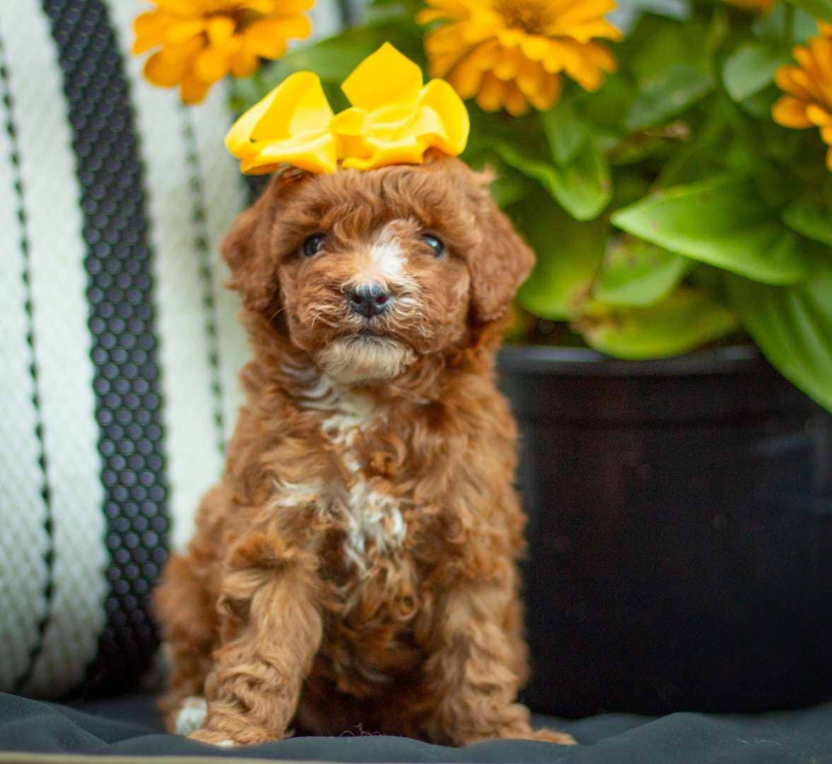 Lacey