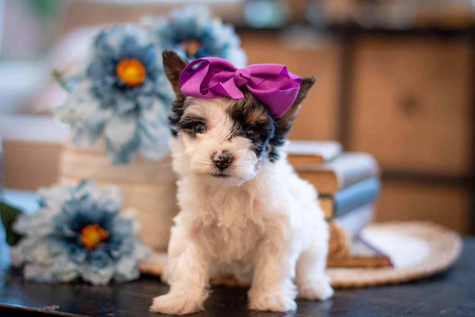 Kira