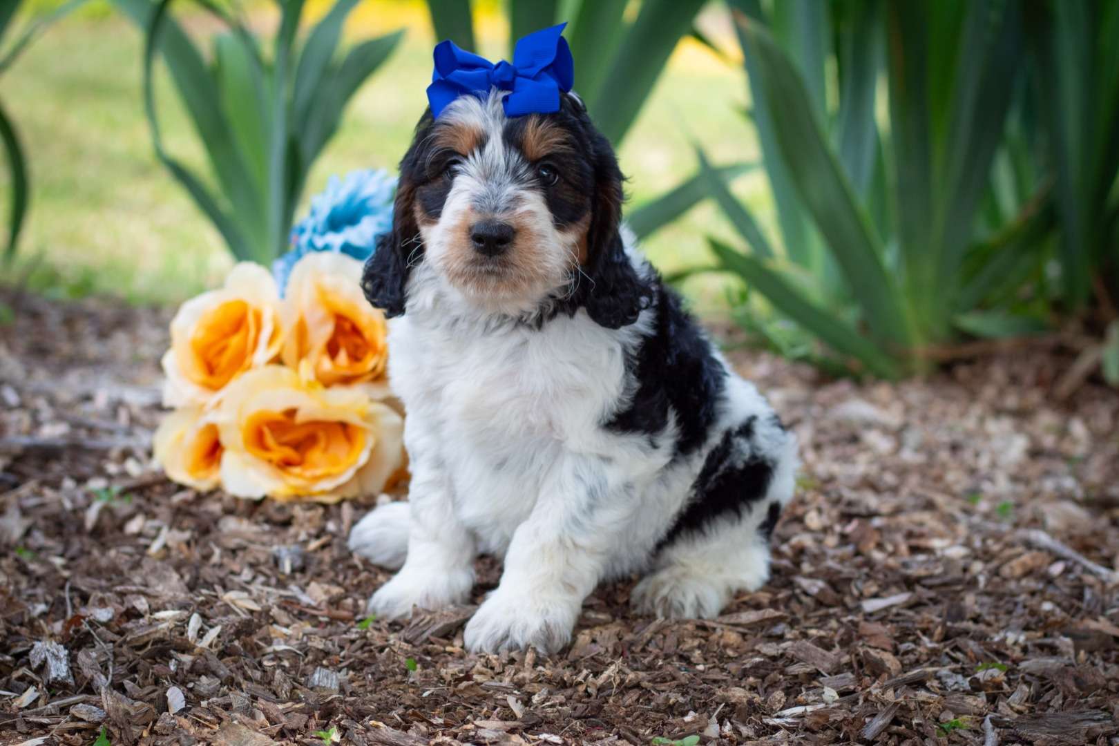 Louisa