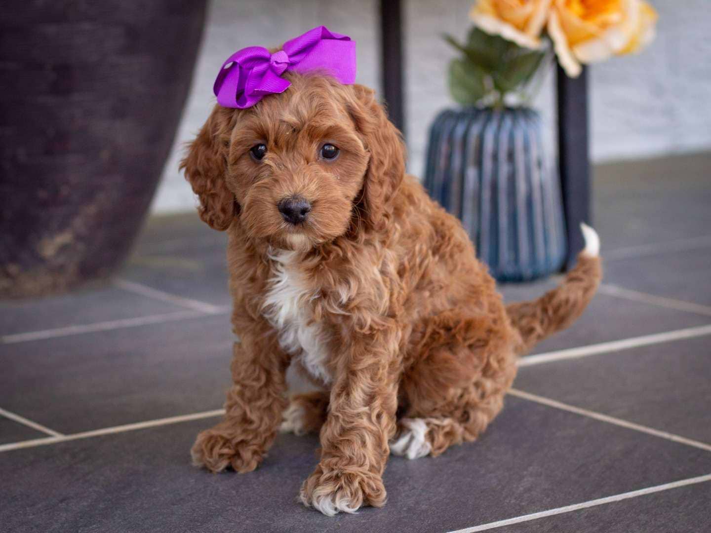 Blair
