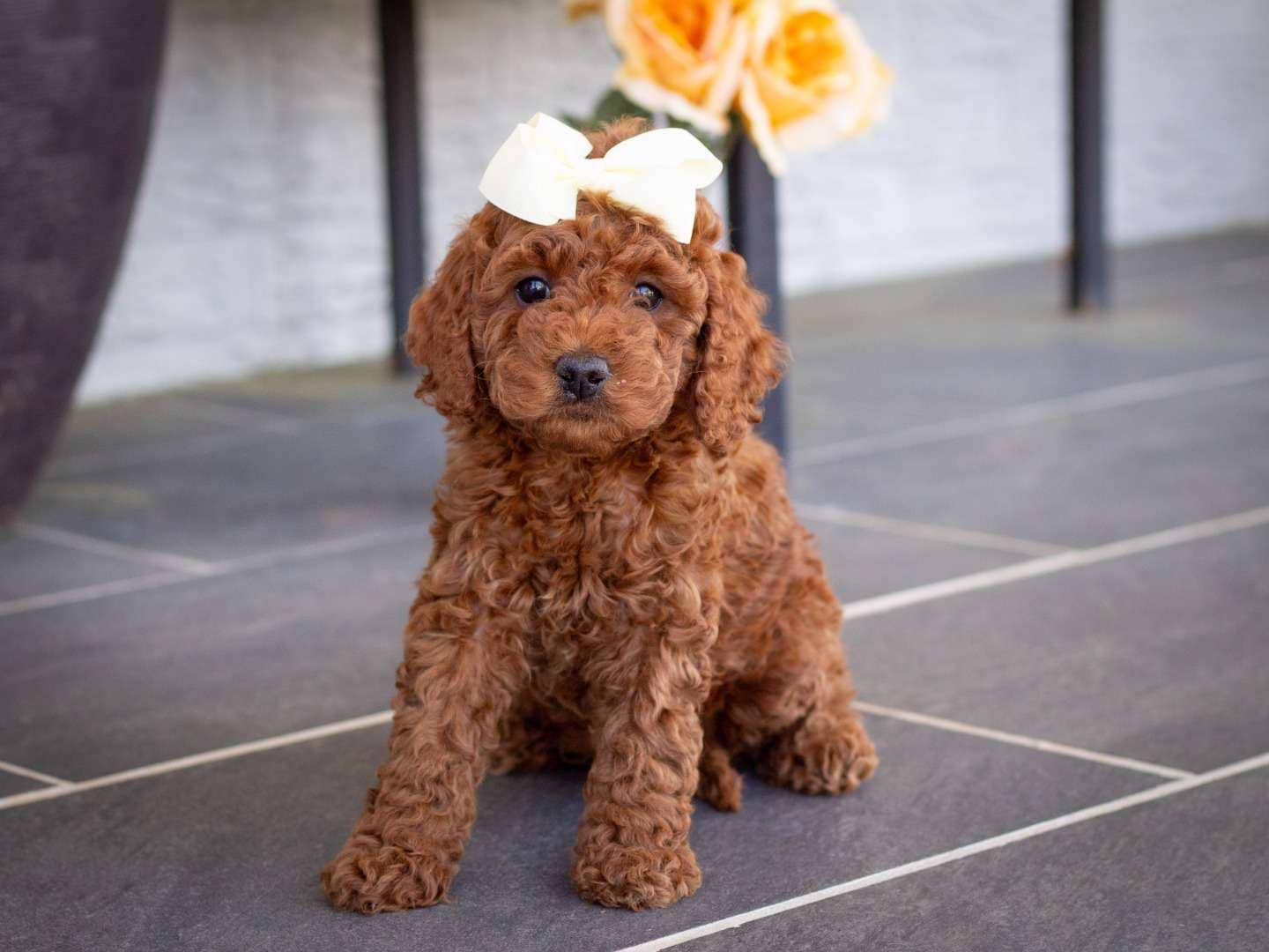 Bailey