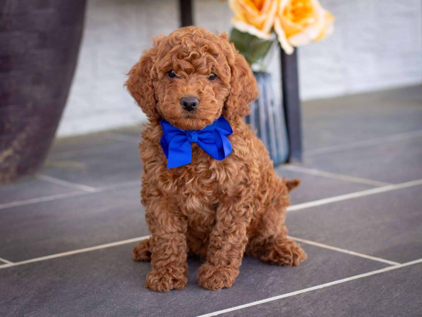 Benji