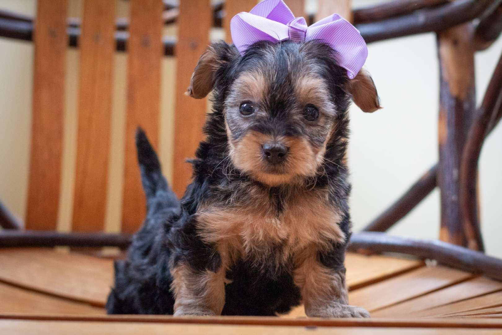 Gracie