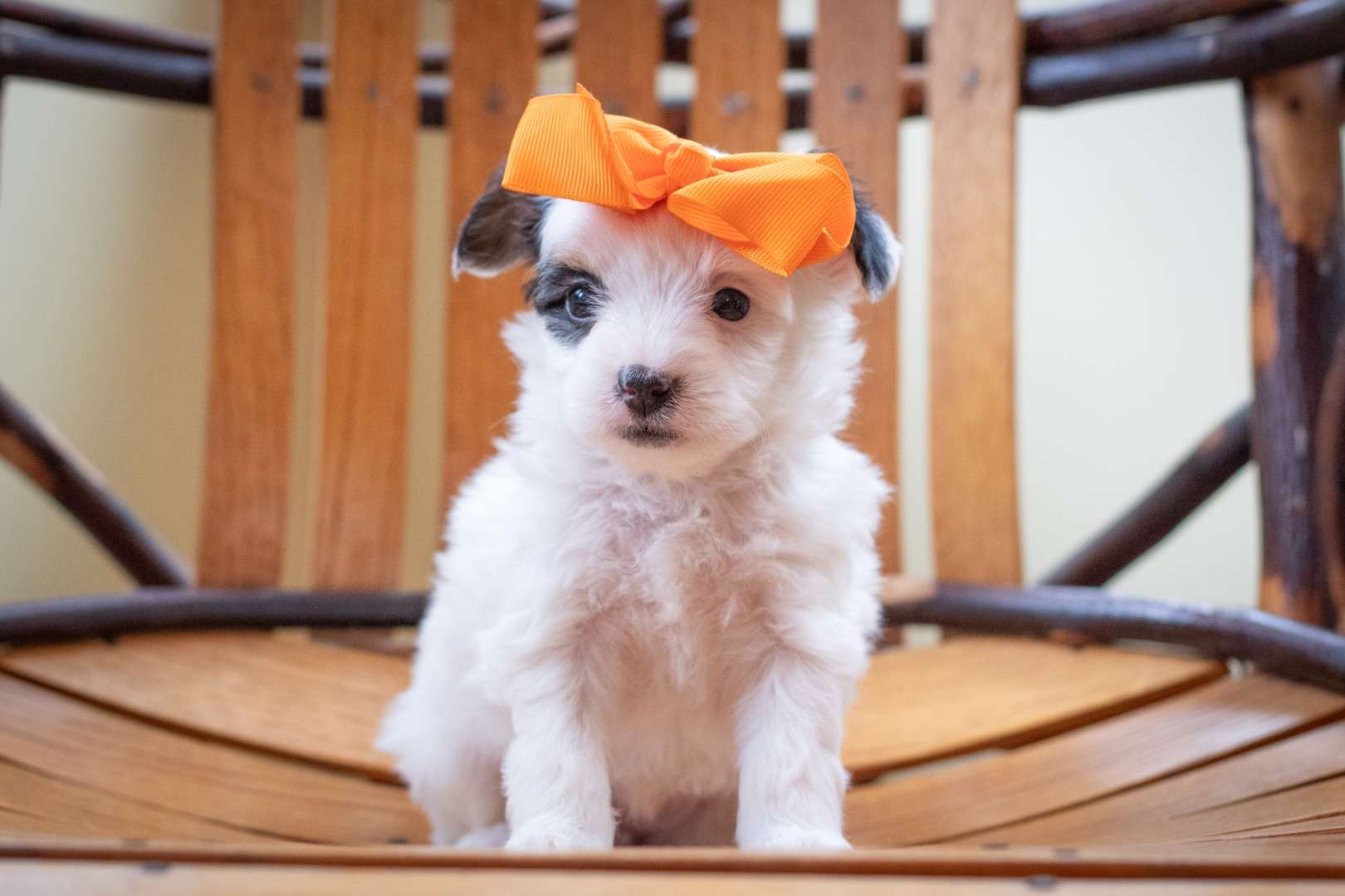 Gigi