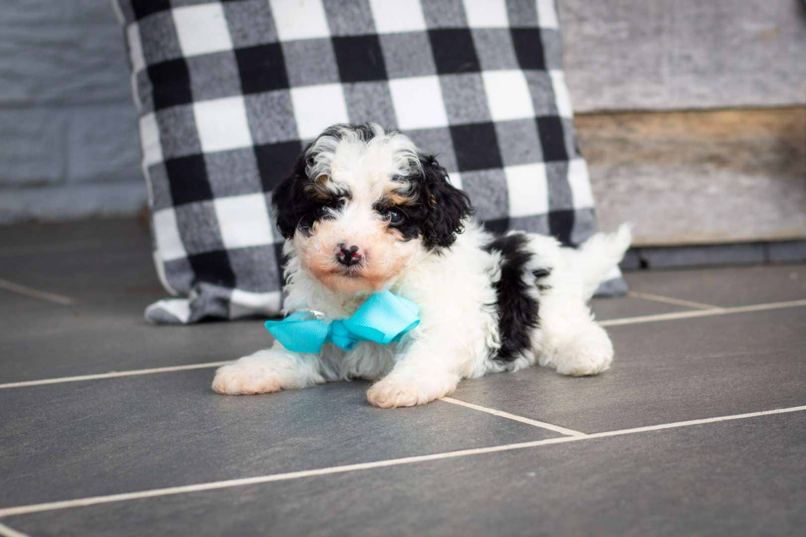 Cooper