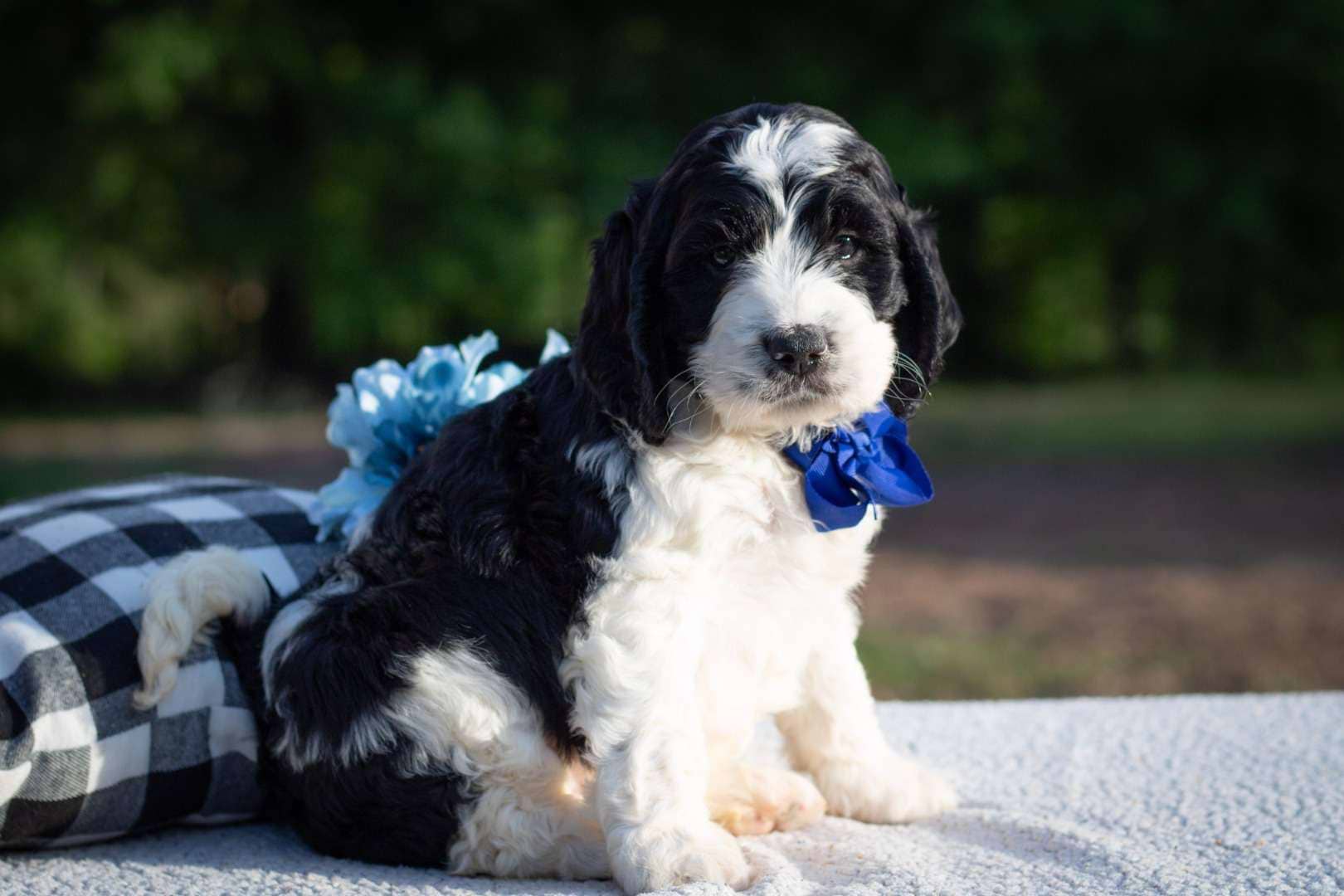 Sirius