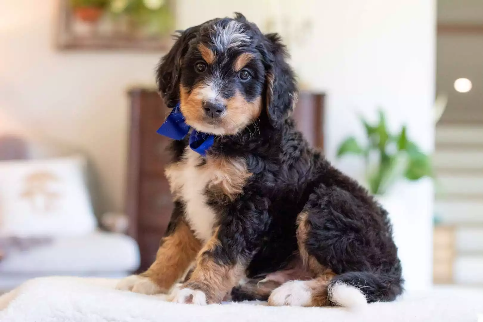 Male Bernedoodle Puppy Nesto