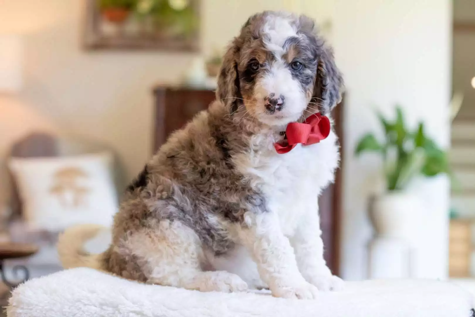 Male Bernedoodle Puppy Nicky