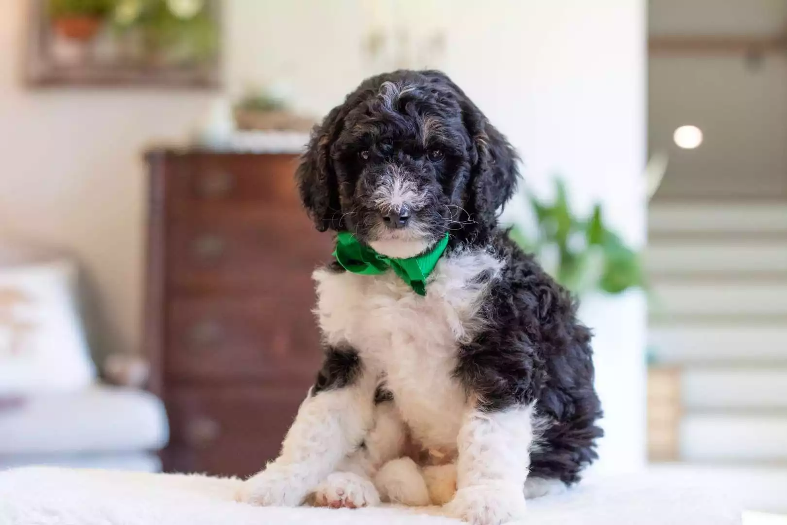 Male Bernedoodle Puppy Nelson