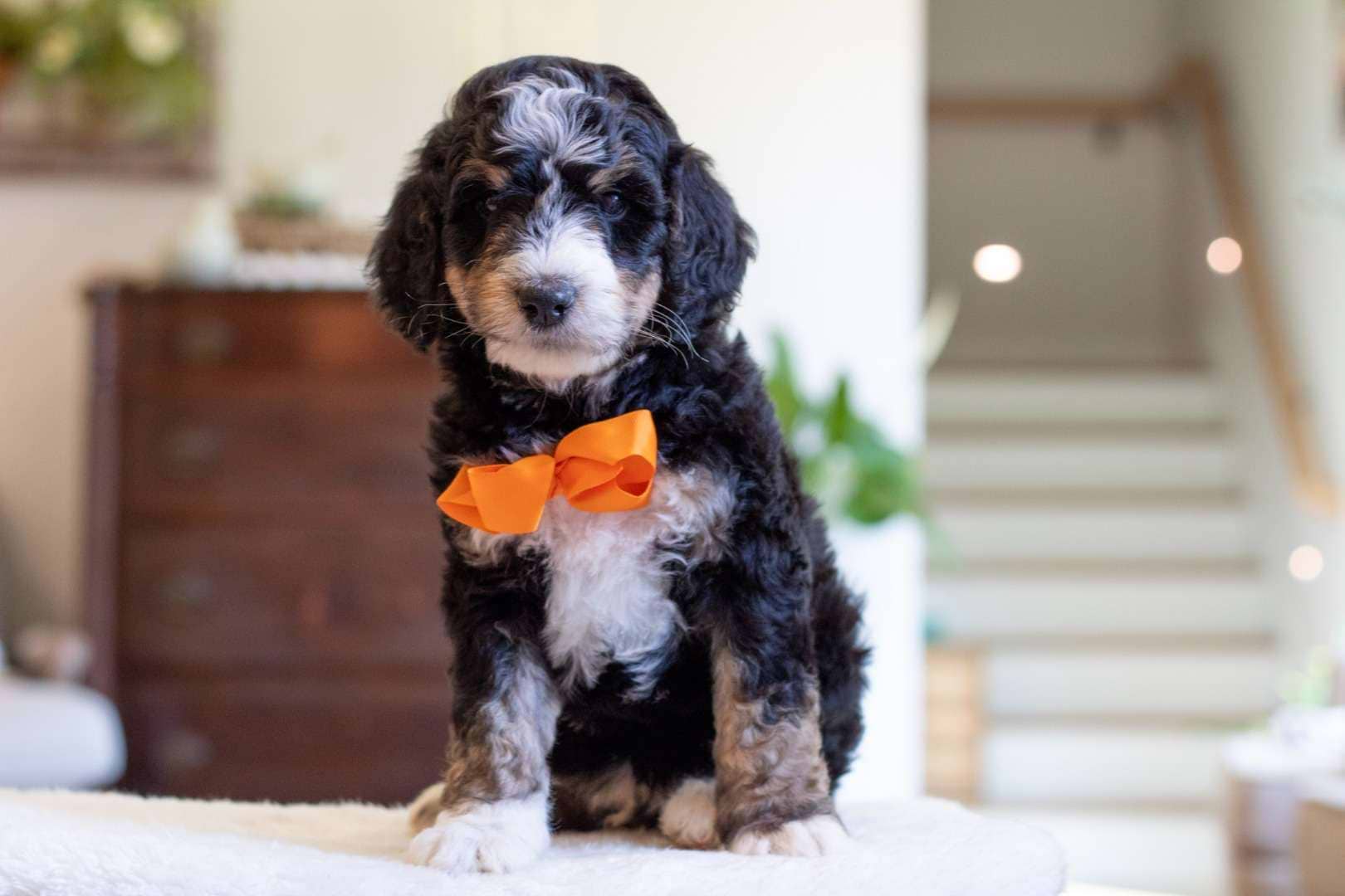 Male Bernedoodle Puppy Noah