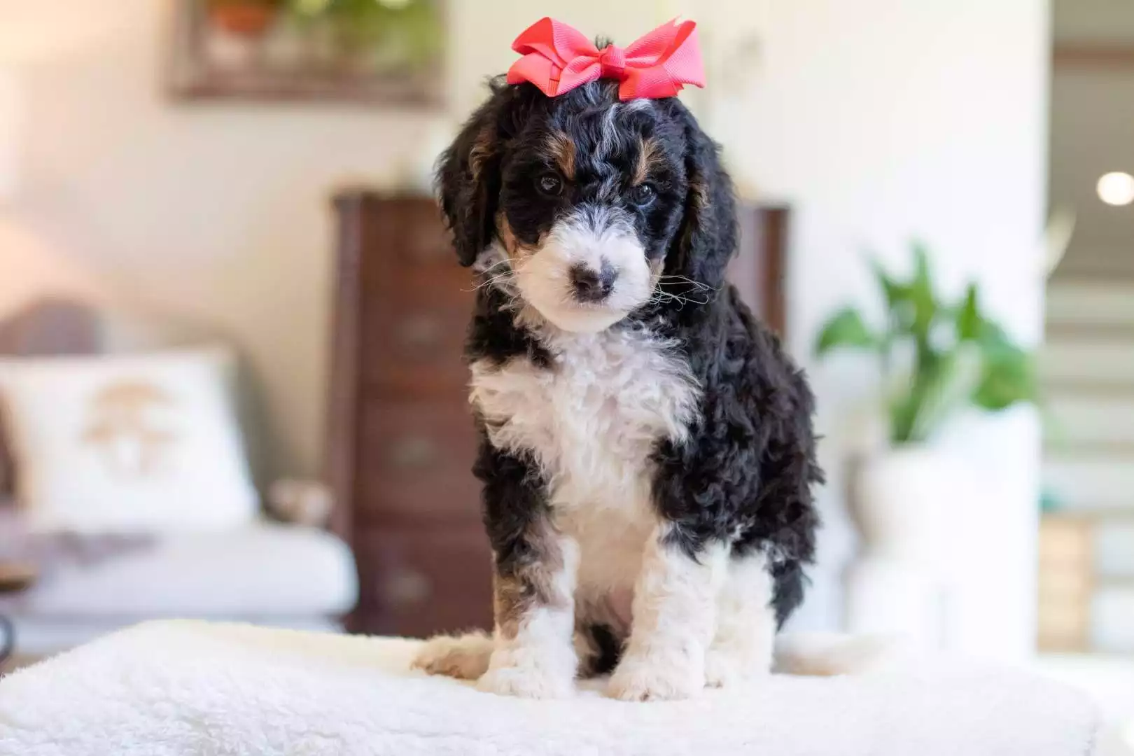 Upcoming Puppies F1b Mini / Medium Bernedoodle Puppies