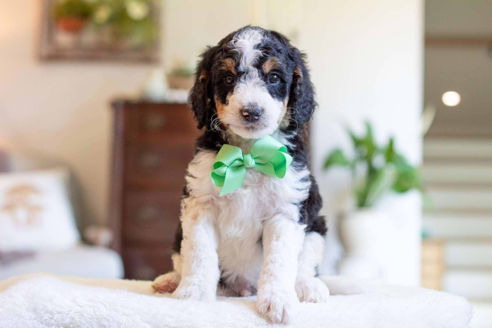 Male Bernedoodle Puppy Nike