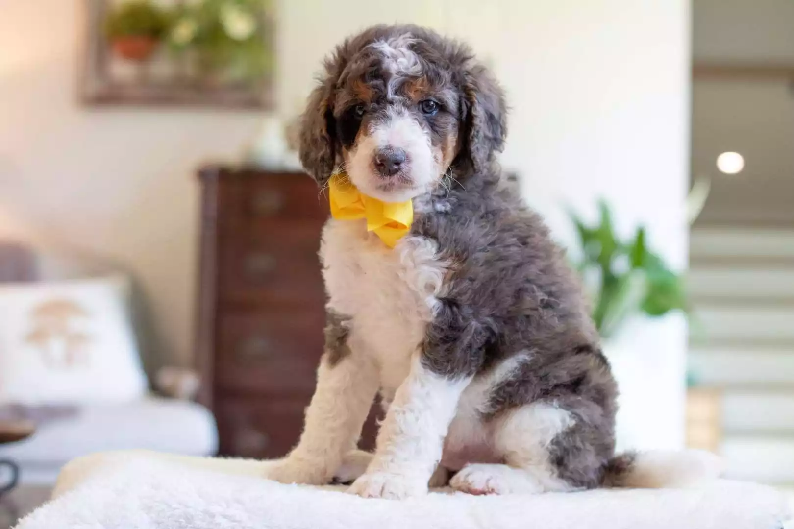 Male Bernedoodle Puppy Nacho