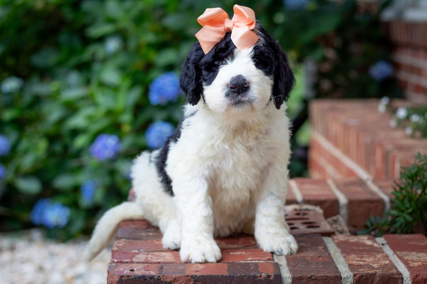 Evie