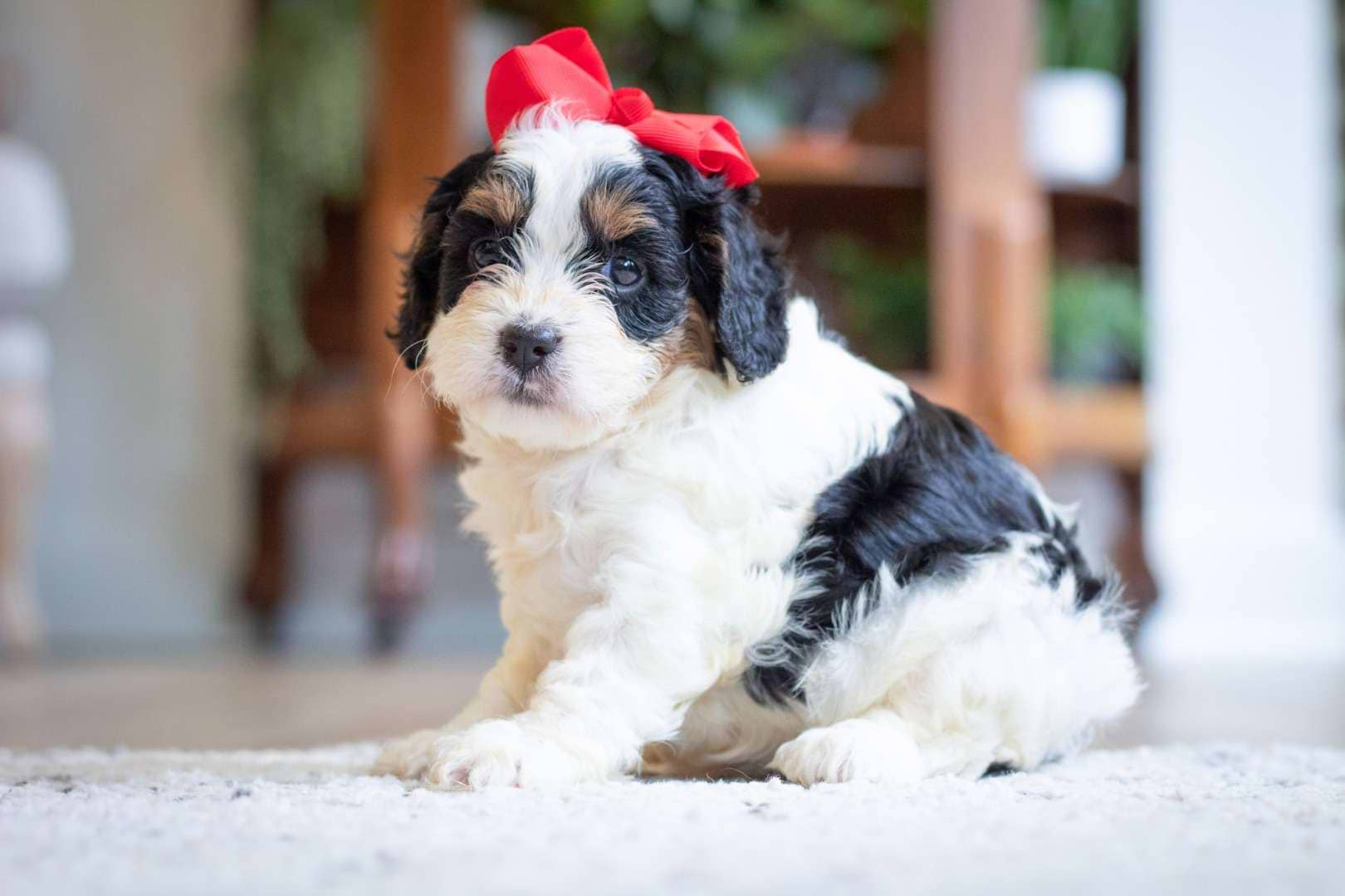 Poppy