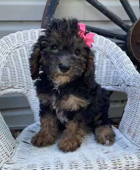 Trixie